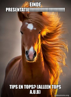 Ridiculously photogenic horse