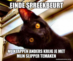Overly Attached Cat