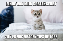Cute Kitten