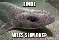 Dirty Joke Dogfish