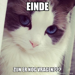 Ridiculously Photogenic Cat