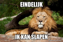 Contemplative Lion