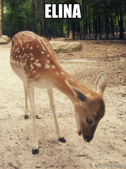 O M G Deer