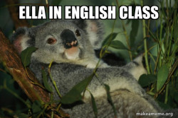 Laid Back Koala