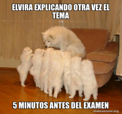Storytelling Dog