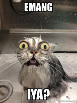 Cat bath