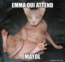 Hairless Cat