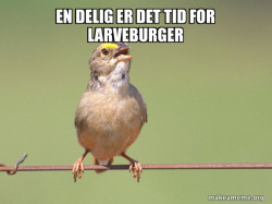 Common Opinion Sparrow