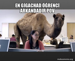 Hump Day Camel