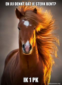 Ridiculously photogenic horse