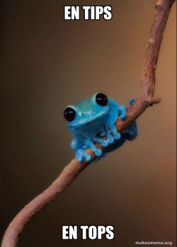 Small Fact Frog
