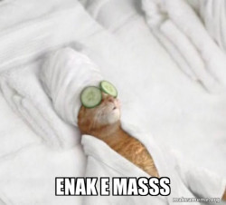 Pampered Cat Meme