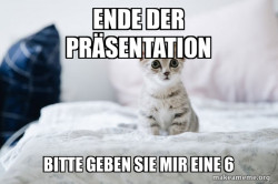 Cute Kitten