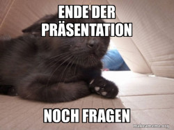 Schitzo Cat