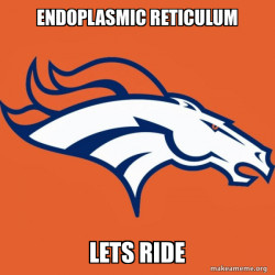 endoplasmic reticulum