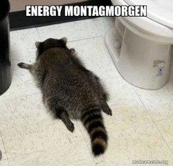 Drunk Raccoon