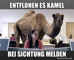 Hump Day Camel