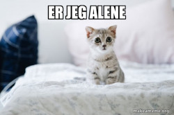 Cute Kitten