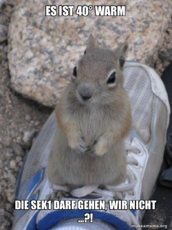 Standover Squirrel