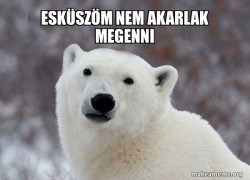 Popular Opinion Polar Bear