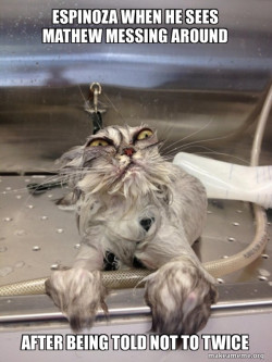 Cat Bath Returns