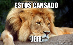 Confession Lion