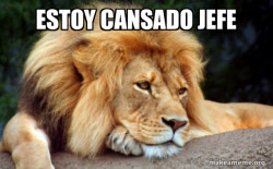 Confession Lion