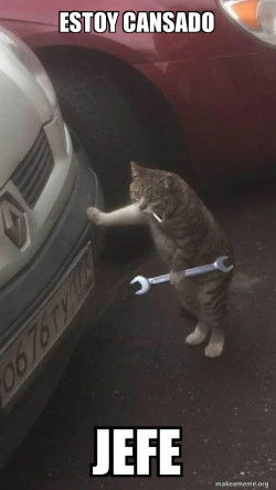 Mechanic Cat