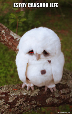 Sad Owl