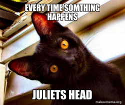 Overly Attached Cat