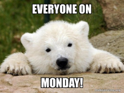 Popular Opinion Bear