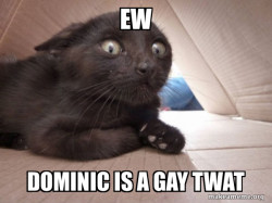 Schitzo Cat
