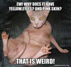 Hairless Cat