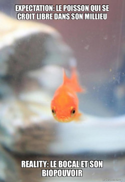 Grumpy Fish