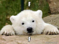 Popular Opinion Bear