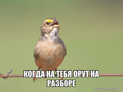 Common Opinion Sparrow