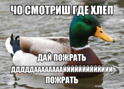 Actual Advice Mallard
