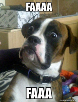 Skeptical Dog