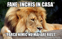 Confession Lion