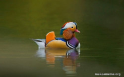 Fashionable Advice Mallard