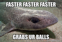 Dirty Joke Dogfish
