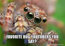 Hipster Spider