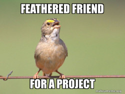 Common Opinion Sparrow