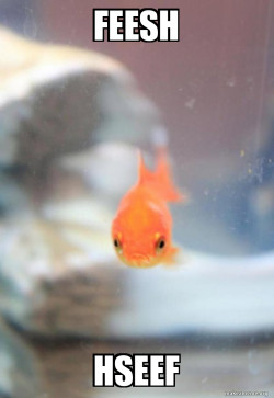 Grumpy Fish