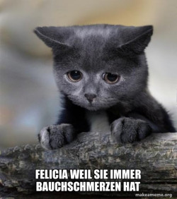 Confession Cat