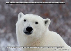 Popular Opinion Polar Bear