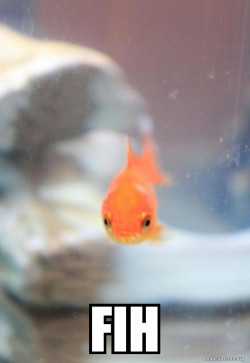 Grumpy Fish