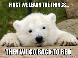 Sleepy Polar Bear