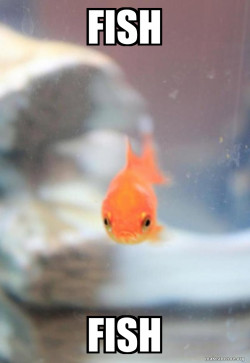 Grumpy Fish