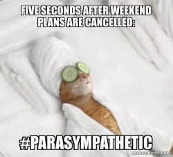 Pampered Cat Meme